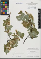Foto von Salix hastata L.